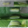 pol bellargus larva1 volg